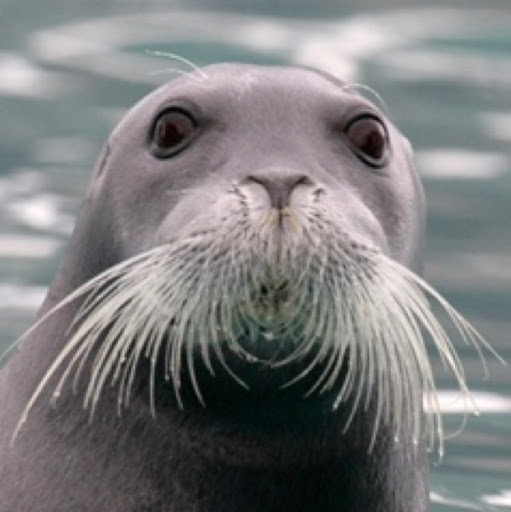 Robin Seal Photo 16