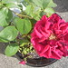 Geraldine Rose Photo 5