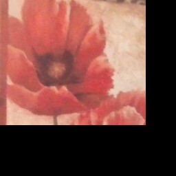 Julie Hutchins Photo 11