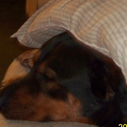 Gerald Adams Photo 17