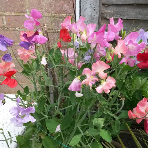 Julie Lacey Photo 12