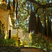 Francis Cook Photo 22