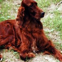 Timothy Downey Photo 7