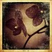 Janine Bloom Photo 16