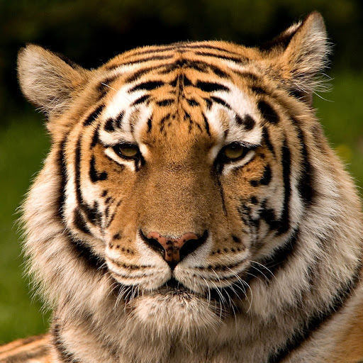 Joseph Salvatore Photo 12