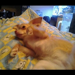 Tracy Lyons Photo 30