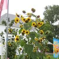 Diane Rasmussen Photo 15