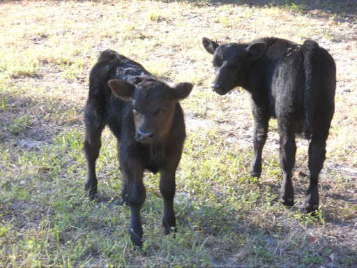 Michele Giles Photo 17