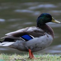 Kelli Swain Photo 17