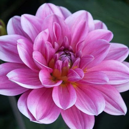 Gail Farrell Photo 4