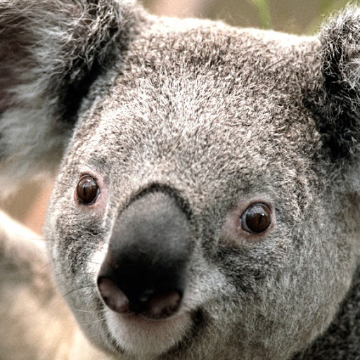 Raymond Weber Photo 39