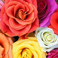 Shafiq Akbar Photo 8