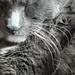 Julie Botts Photo 8