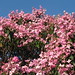 Kathleen Flower Photo 25