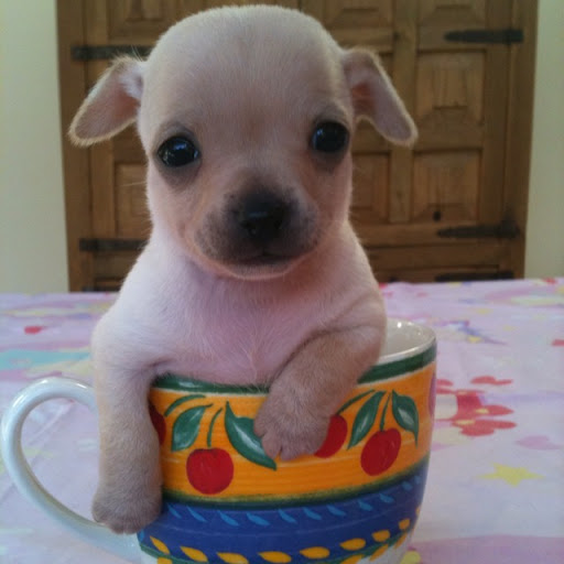 Barbara Curran Photo 35