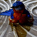 Robin Most Photo 11
