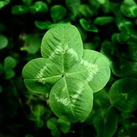 Kevin Flanagan Photo 38