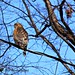 Deborah Hawks Photo 20