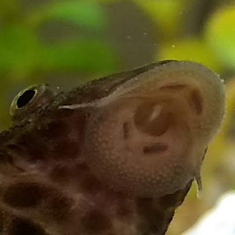 Angel Moreno Photo 20 Angel Moreno Photo 20