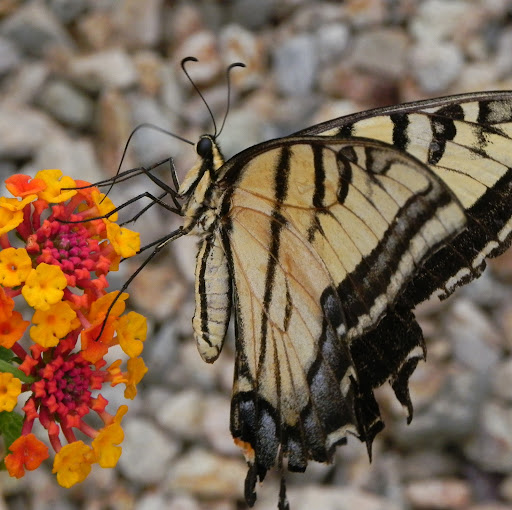 Robin Demaio Photo 6