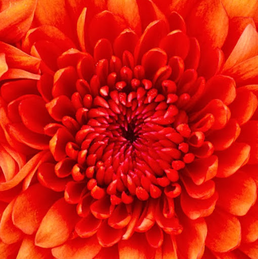 Helen Cheng Photo 17