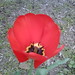 Clara Tuttle Photo 10