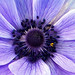 Patty Fiore Photo 25