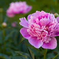 Vicky Smith Photo 36