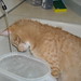 Ron Waters Photo 19