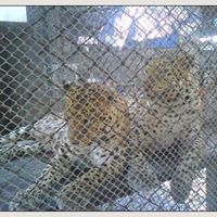 Debra Simon Photo 36