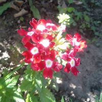 Tracy Cummins Photo 14