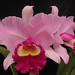 Cynthia Forbes Photo 36