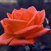 Rocio Rojo Photo 11