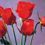 Frances Mauldin Photo 2