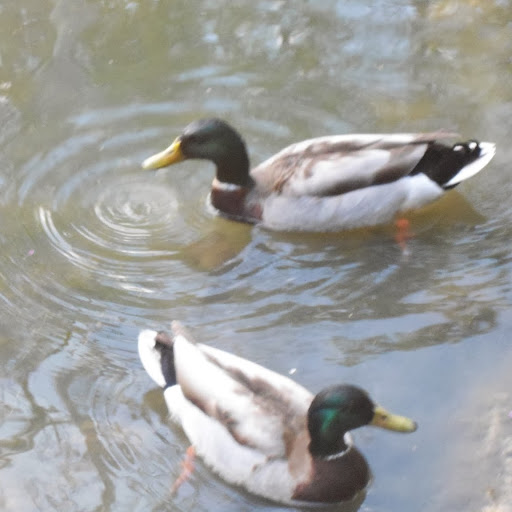 Gail Fernandez Photo 19