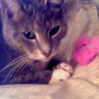 Joyce Porter Photo 27