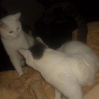 Cindy Eldridge Photo 24