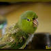 Sadie Green Photo 36