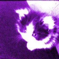 Pat Metzger Photo 10