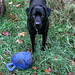 Dawn Gillies Photo 12