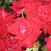 Julia Summers Photo 37