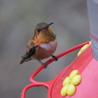 Deborah Reinhardt Photo 17