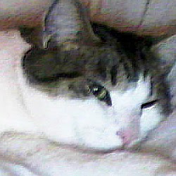 Sidney Davis Photo 34