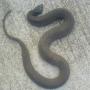 Mark Smalley Photo 10