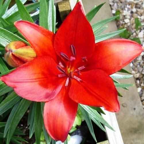 Janet Mcelroy Photo 7