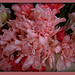 Ginger Fields Photo 33