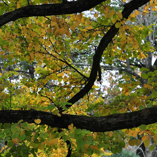 Mark Lehman Photo 10