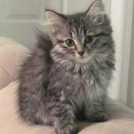 Darlene Lewis Photo 14