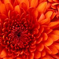 Ruth Billingsley Photo 11