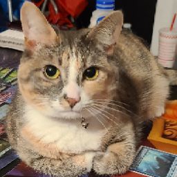 Brandon Small Photo 10